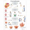 Planche anatomique - ACCOUCHEMENT